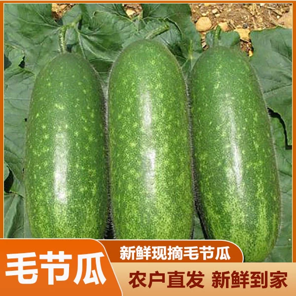 广西当季新鲜节瓜清甜脆嫩毛节瓜5时令蔬菜农家自种现摘小冬瓜