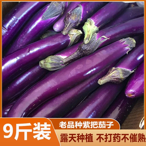 广西茄子新鲜紫长茄子新鲜时令蔬菜农家自种烧烤茄子现摘现发