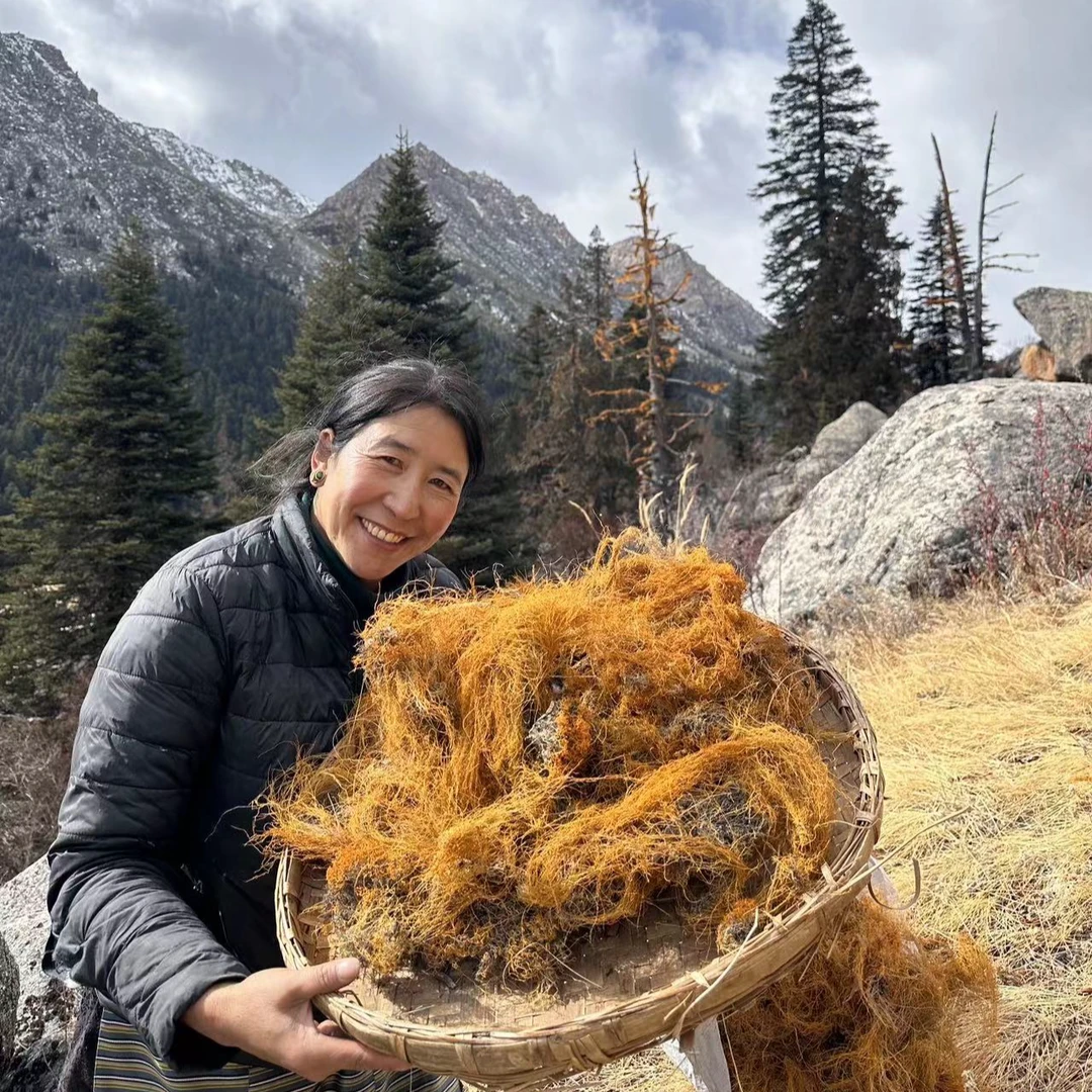 高原金丝红雪茶纯手工精选无杂质泡水严选纯正网红传统