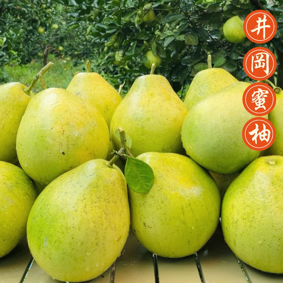 【试吃】2个装正宗江西井冈蜜柚金沙柚吉水柚子安福蚕子原产地直发
