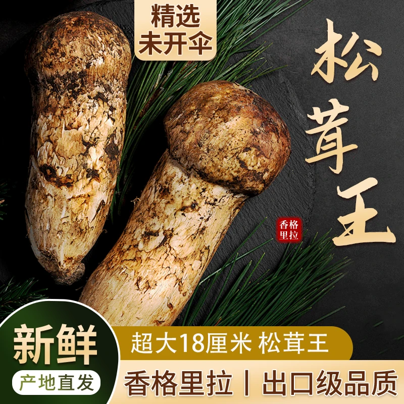 8月17日松茸三王