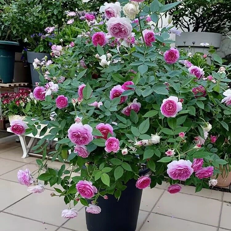 四季开花微月季 玛姬婶婶 多头浓香月季阳台盆栽