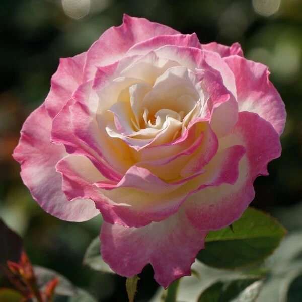 大花浓香灌木六翼天使 月月开