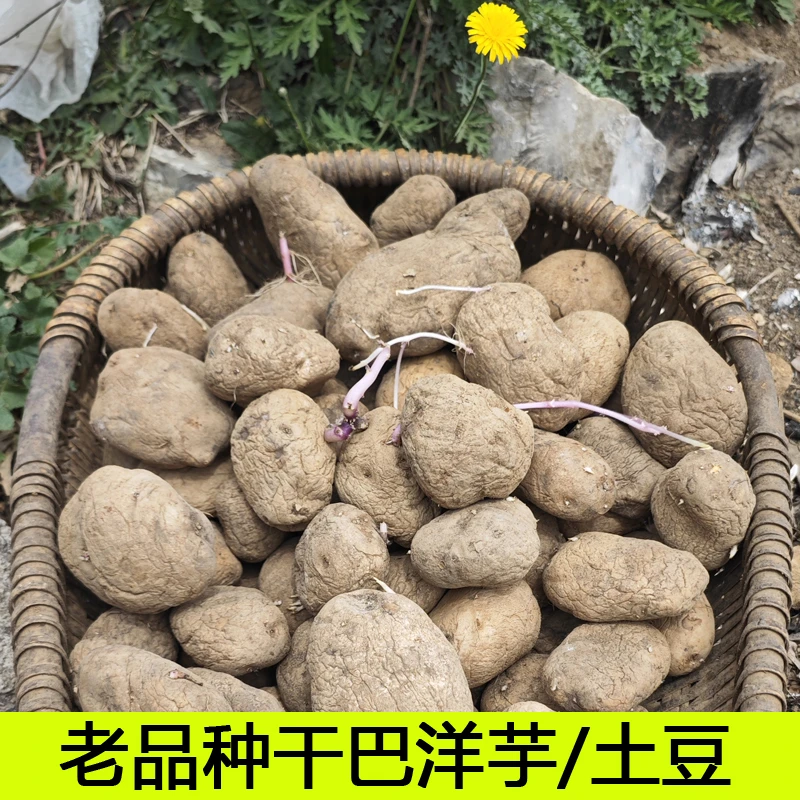 贵州威宁老品种干巴洋芋米拉土豆农家自种黑心干巴洋芋黄心土豆