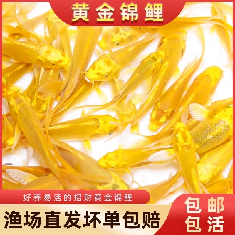 2元1条圆通包邮  锦鲤鱼活鱼黄金龙凤招财鱼金鱼好养耐活纯种锦鲤
