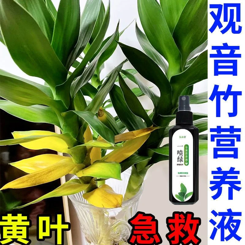 音竹营养液水养转运专治黄叶枯萎烂根免稀释绿专用生根壮苗液体肥