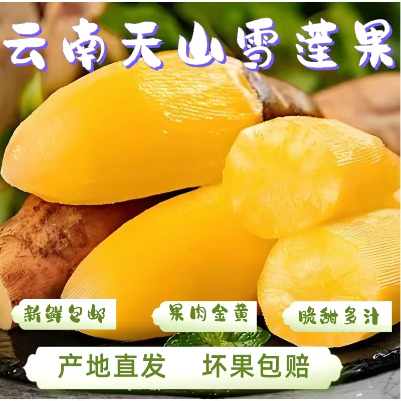 云南天山雪莲果9/5斤黄心红心脆甜孕妇应季新鲜水果批发整箱包邮