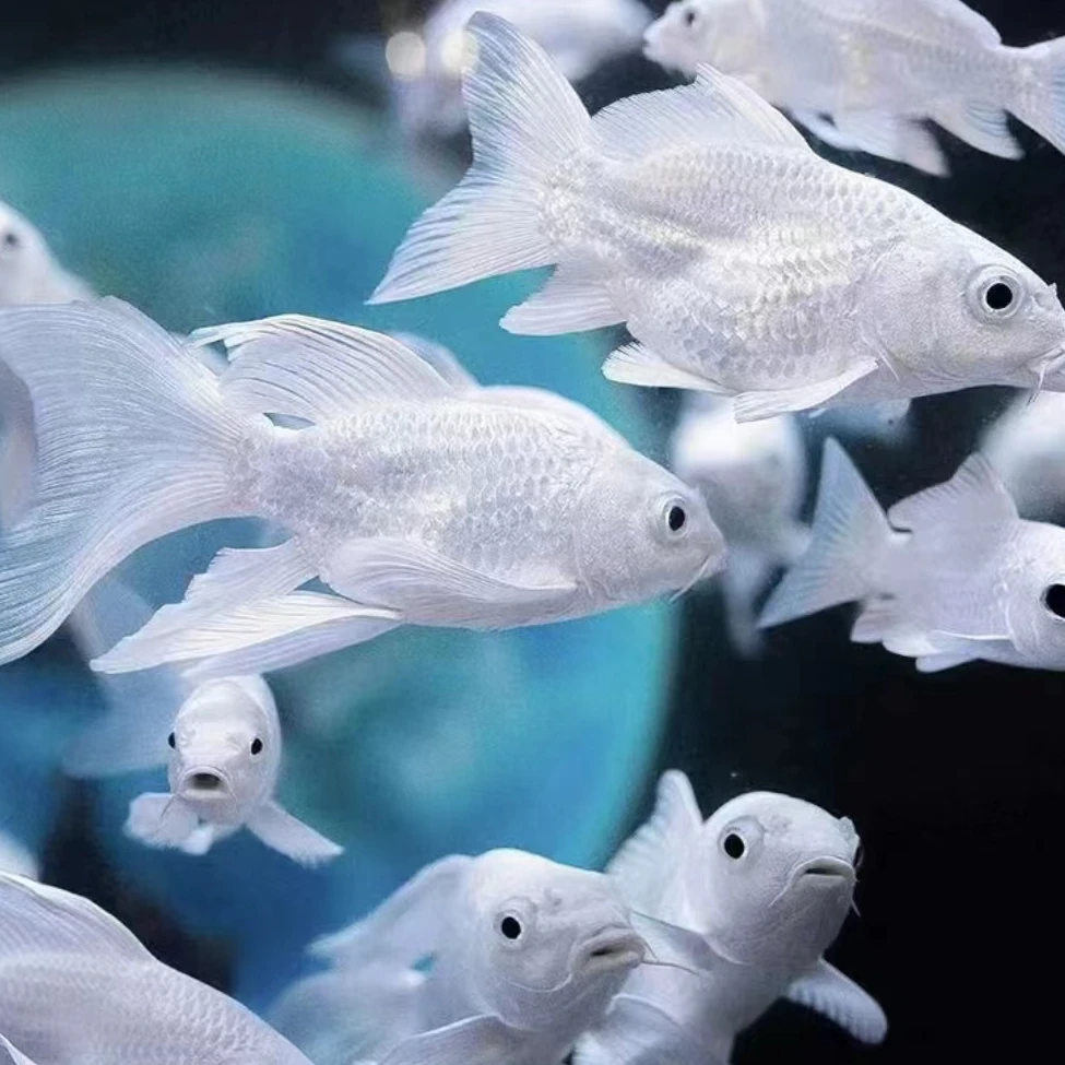 正宗台湾蝴蝶鲤淡水观赏鱼