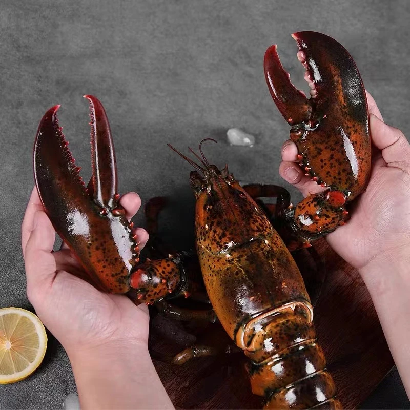 现成现拍 生冻波士顿龙虾（含冰衣10%，运输易断腿，介意勿拍）