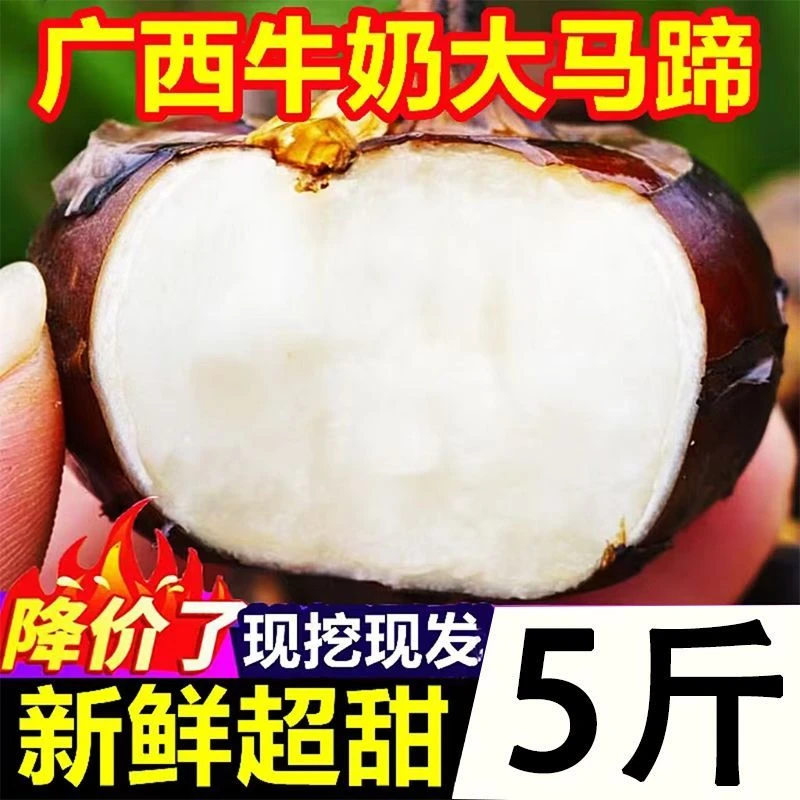 【5斤历史低价】大果马蹄广西新鲜荸荠火锅配料农家水果蔬菜地