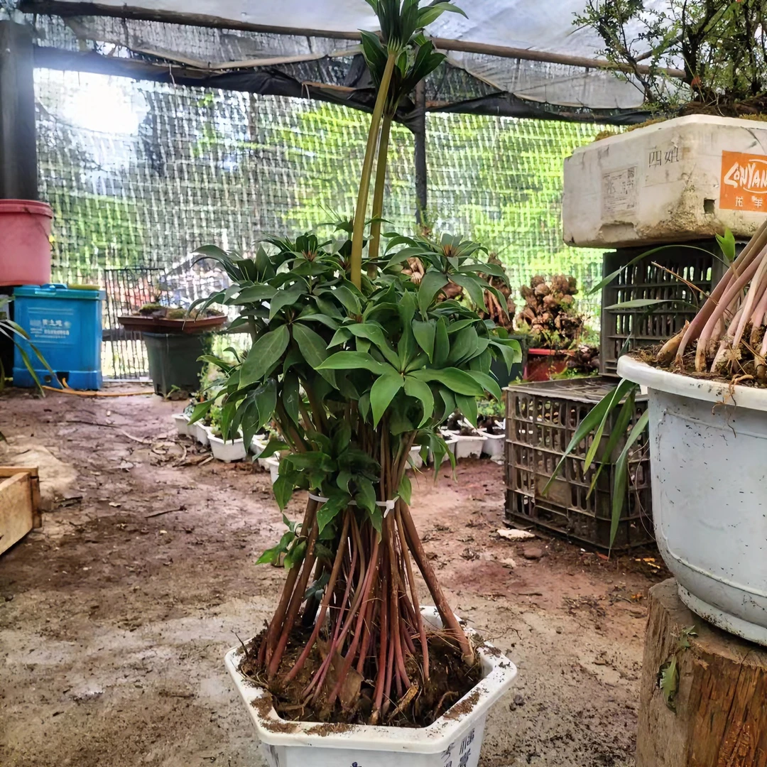 云南（七叶一枝花自选链接）滇粉多芽