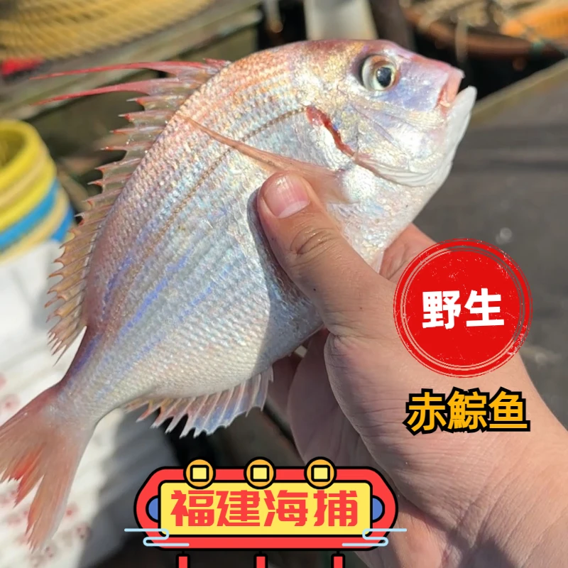 福建海峡野生海捕捕捞赤棕鱼