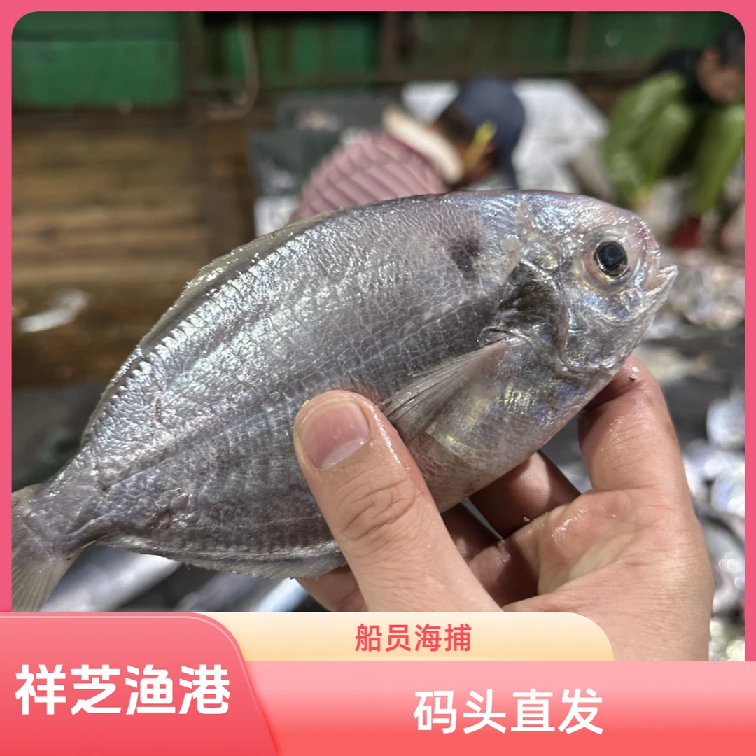 【肉鲳鱼】台湾海峡祥芝码头顺丰直发