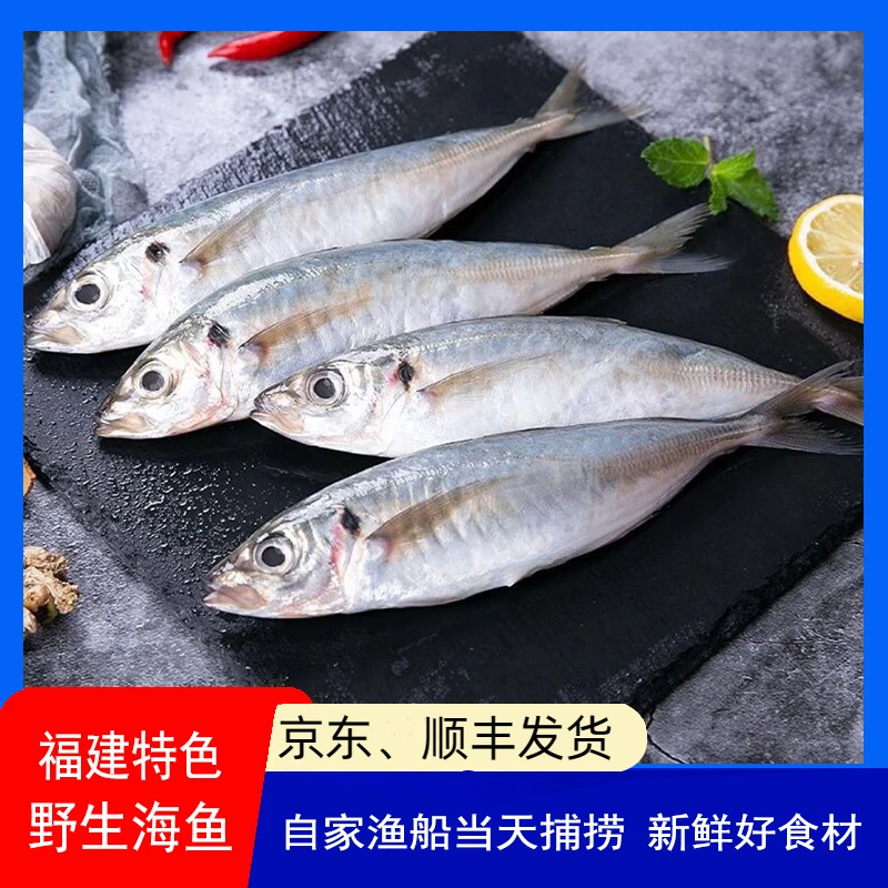 【巴浪鱼】台湾海峡祥芝码头顺丰直发
