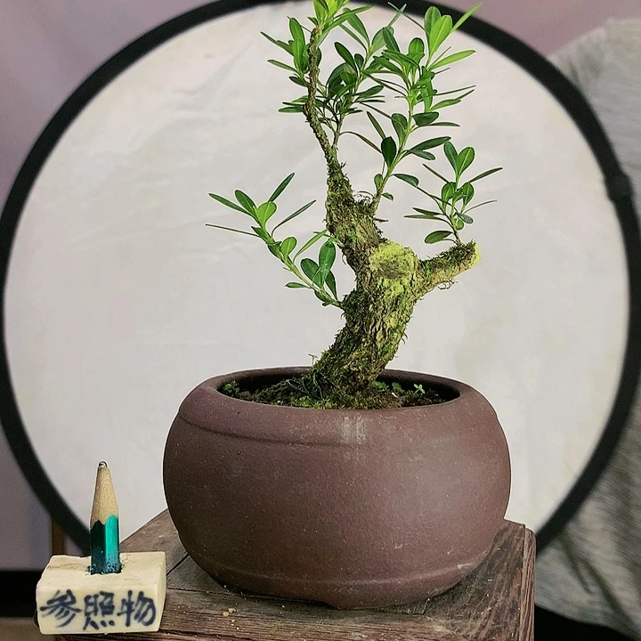 疯*皱皮雀舌黄杨盆景