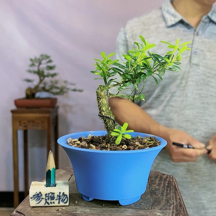 用****6皱皮雀舌黄杨盆景