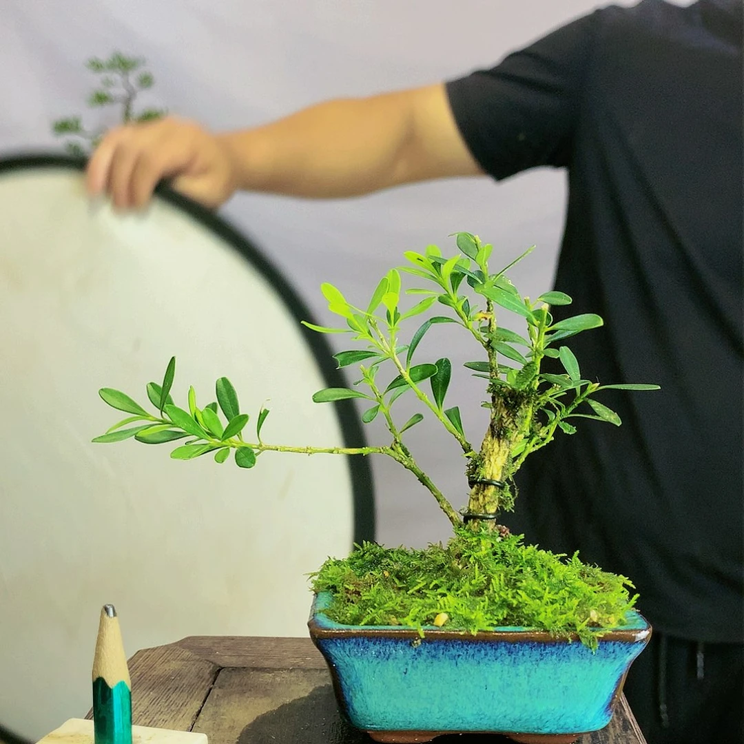 左*右皱皮雀舌黄杨盆景