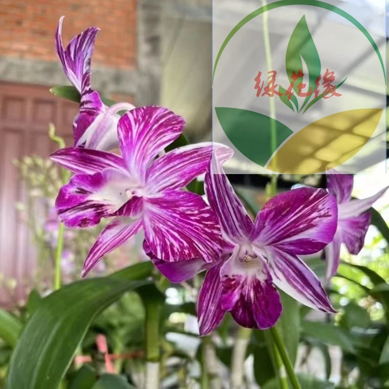45【油画泼墨】带椰子壳不含盆（泰秋）秋石斛稀有品玩家收藏