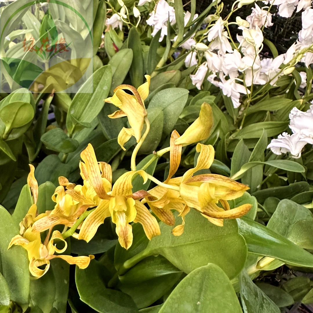 【金戈尔】（泰秋）秋石斛 羚羊血统多彩变换色 稀有品玩家收藏