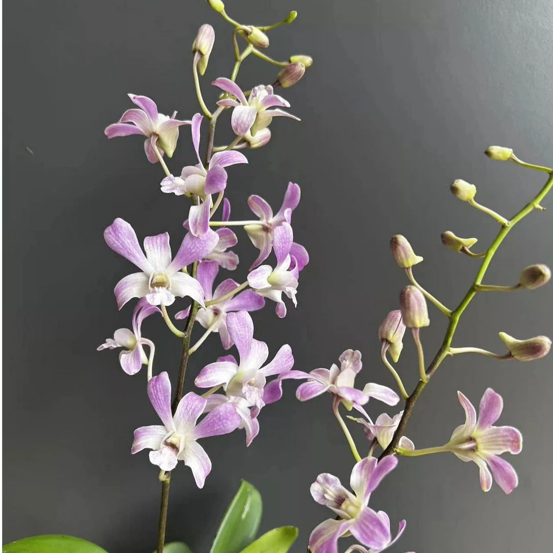 维纳斯  兰花洋兰石斛兰秋石斛