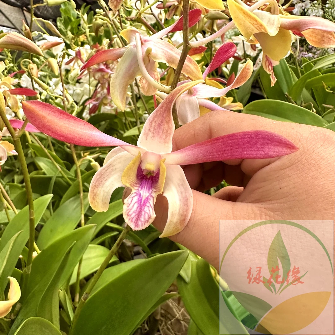 【盛夏之光】（泰秋）秋石斛 羚羊血统炫彩大花 稀有品玩家收藏