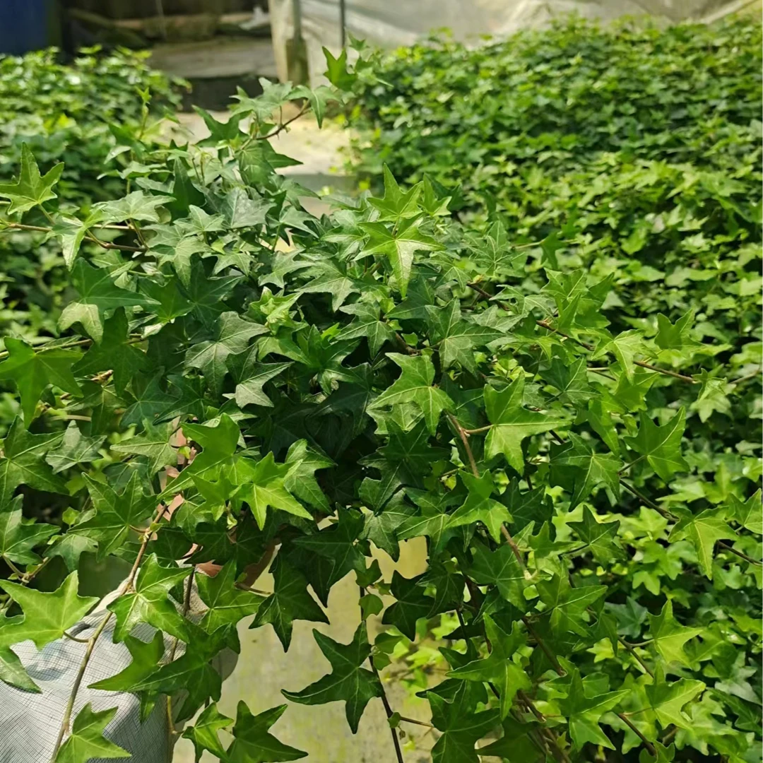 四季常青长春藤室内吸新家甲醛能手尼古丁刚装修好种植的窗台植物