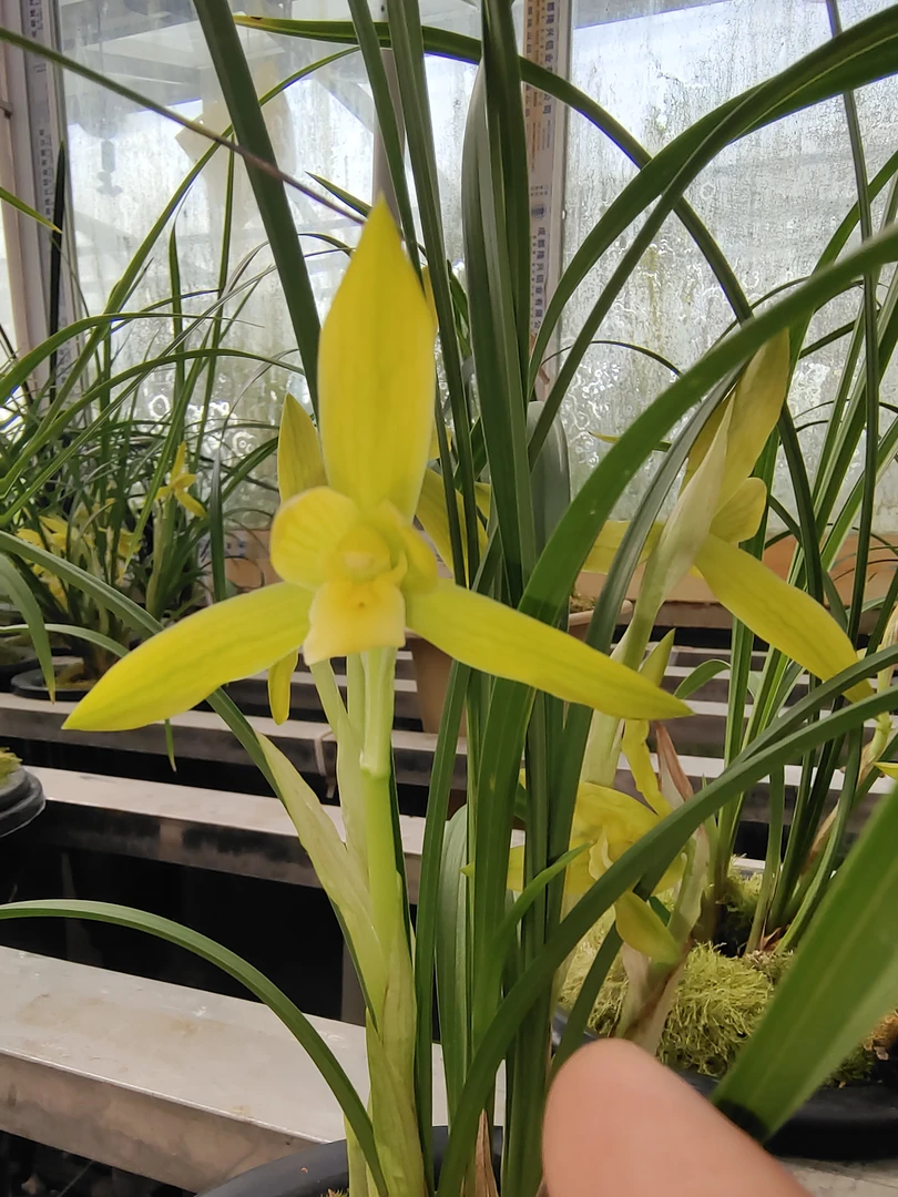 国兰兰花 春兰 金碧辉煌