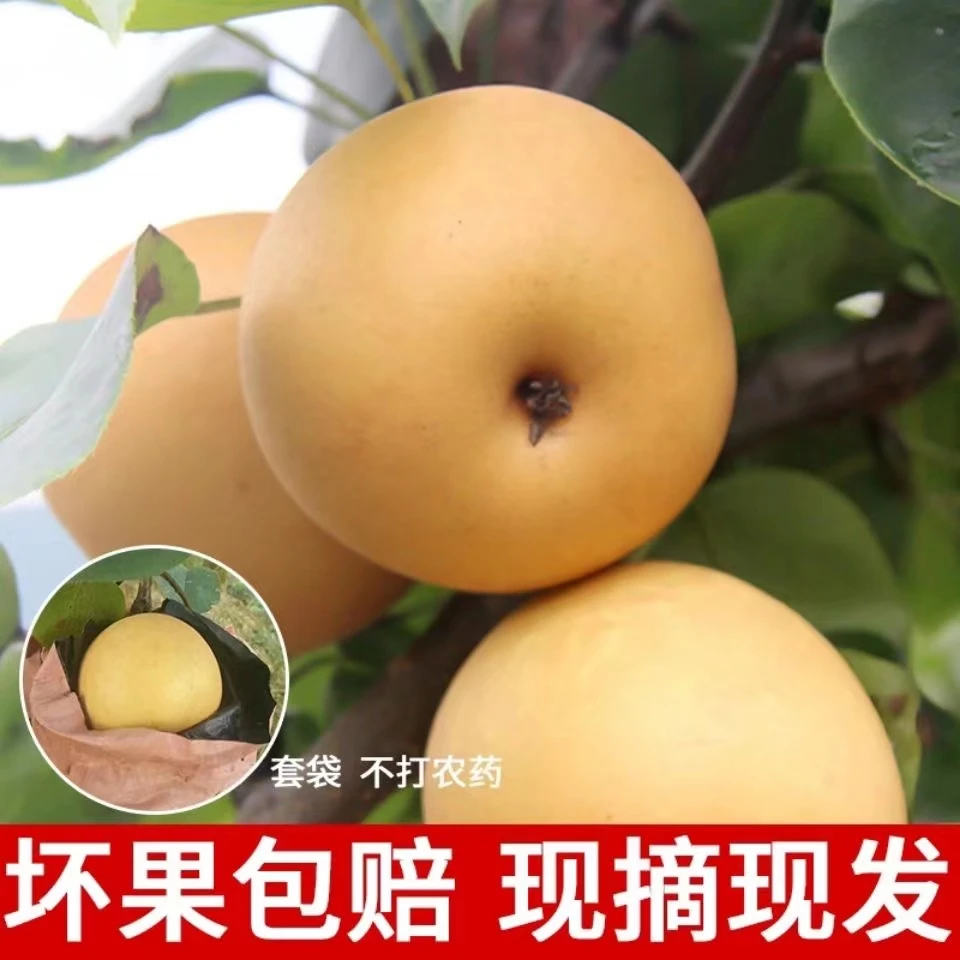新鲜梨子整箱批发水果礼盒脆冠梨产地直销翠冠梨湖南3斤5斤10斤装