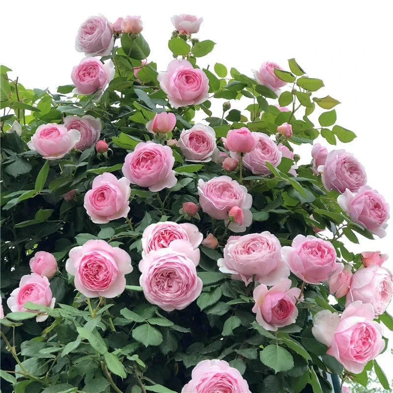 自由精神藤本月季大花浓香四季蔷薇花苗爬藤攀援植物庭院玫瑰盆栽