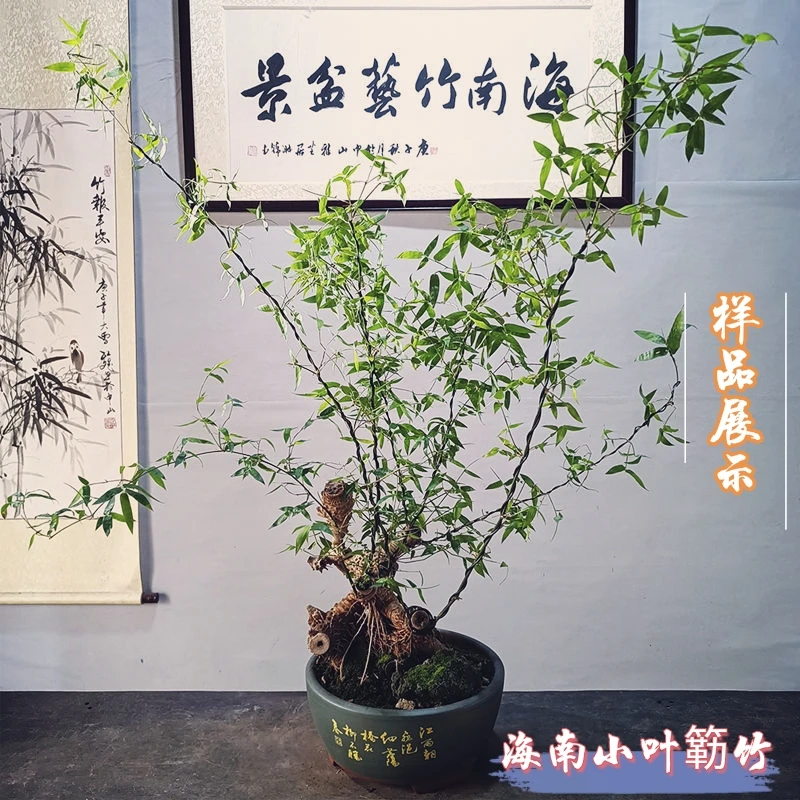 (连体桩)海南小叶簕高端竹类盆景素材小盆景植物精选种植造型制作