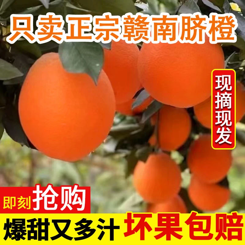 香甜赣南脐橙寻乌新鲜甜橙现摘薄皮多汁整箱装当季水果手剥橙种植
