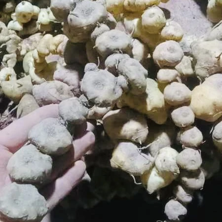 云南普洱山货小老虎姜