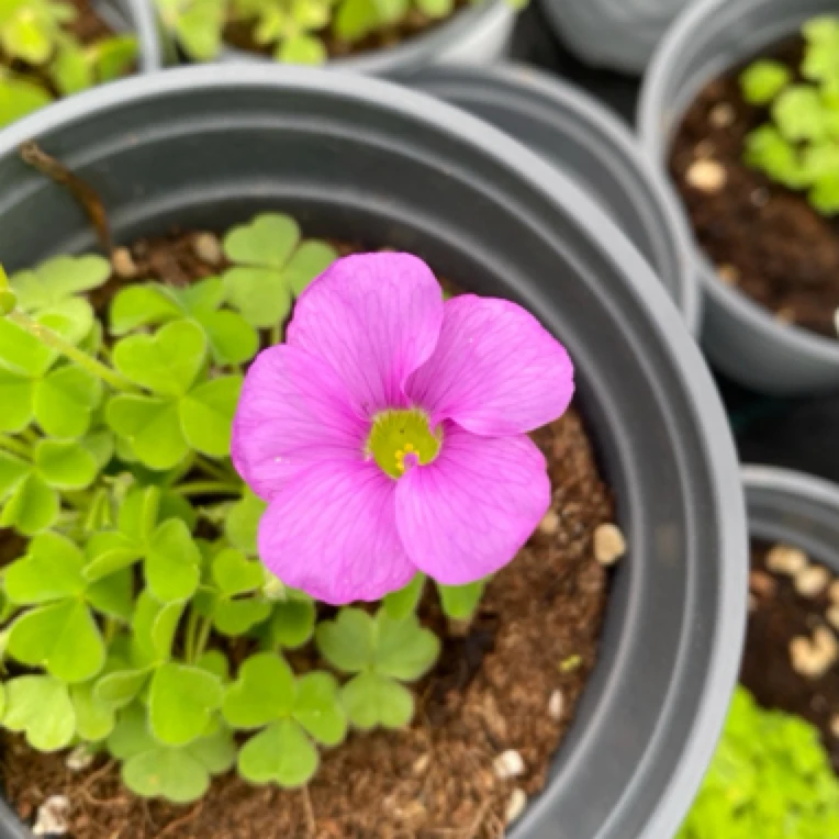 早花酢浆草 传说 盆栽多年生球根草本植物 现货