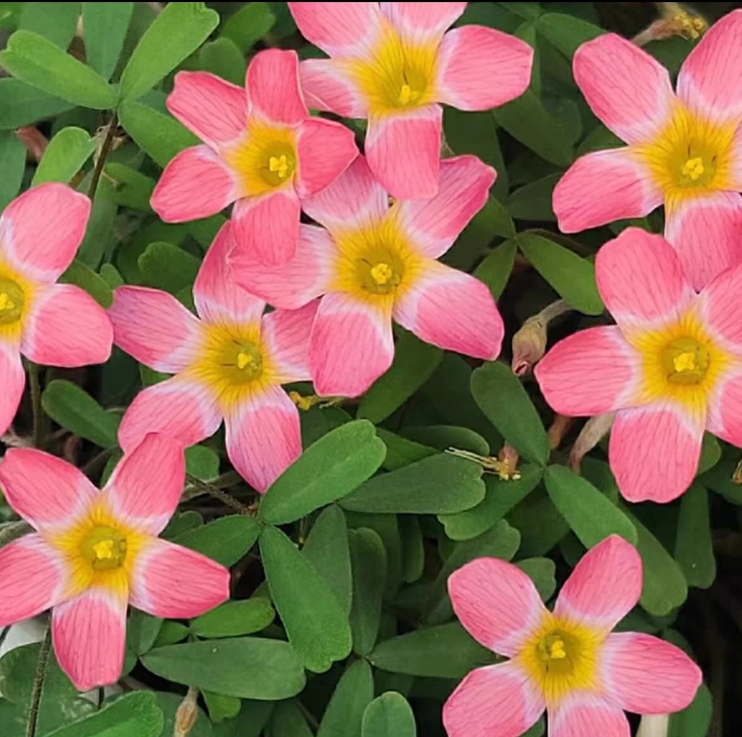 【早花系列种球】糖果盒系列石榴 种球