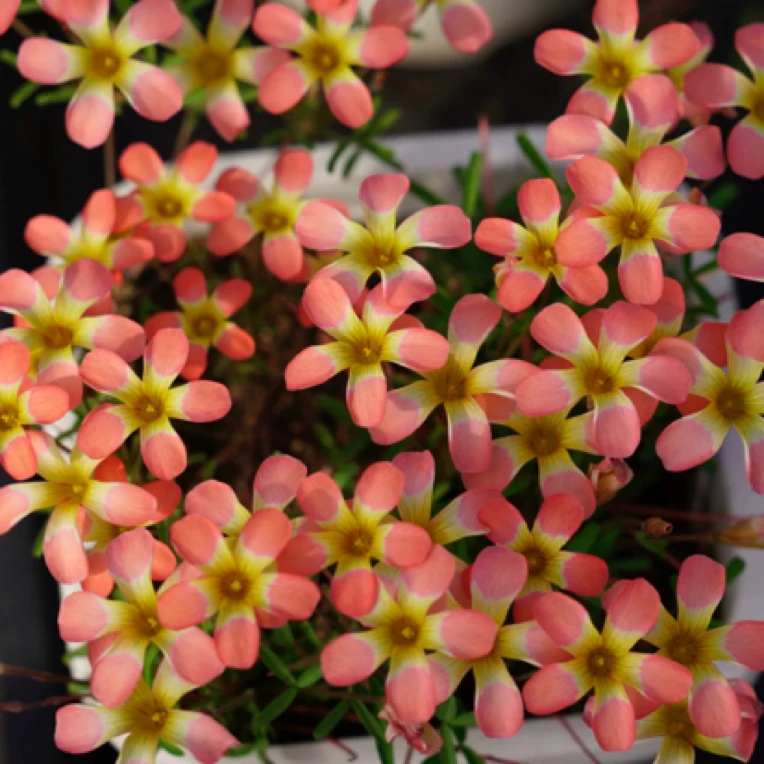 【早花种球系列】糖果盒 西瓜种球