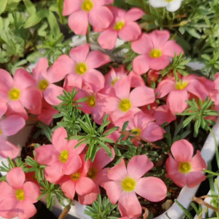 【早花酢酱草种球 】长发系列 鲑鱼长发