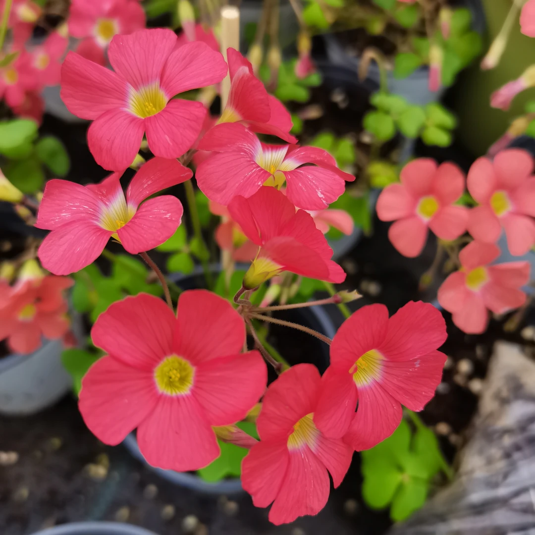 【早花系列种球】猩红饼早花饼类酢浆草