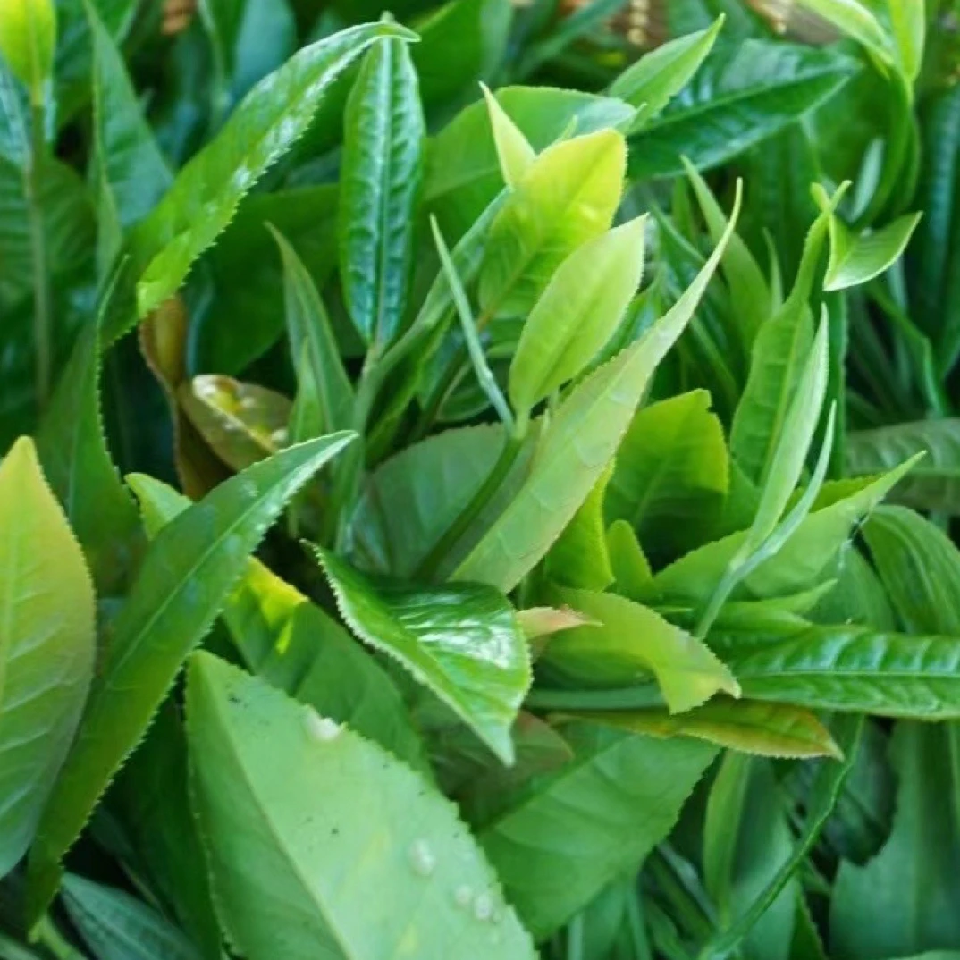 【坝檬王子】2022年坝檬龙珠大树普洱茶125克