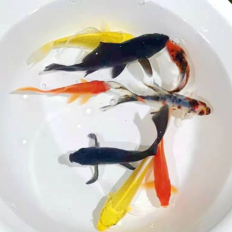 锦鲤锦鲫红黄黑花观赏鱼9.9