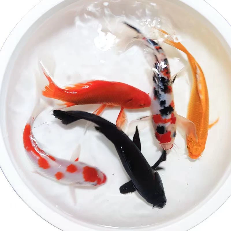 锦鲤活鱼观赏鱼好养易活混搭发货