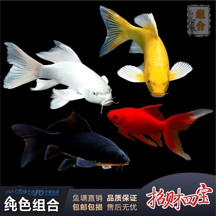 招财四宝观赏鱼锦鲤好养耐活套餐活体