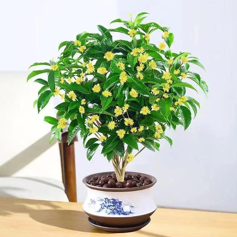四季桂花树苗浓香型桂花四季开花好养活