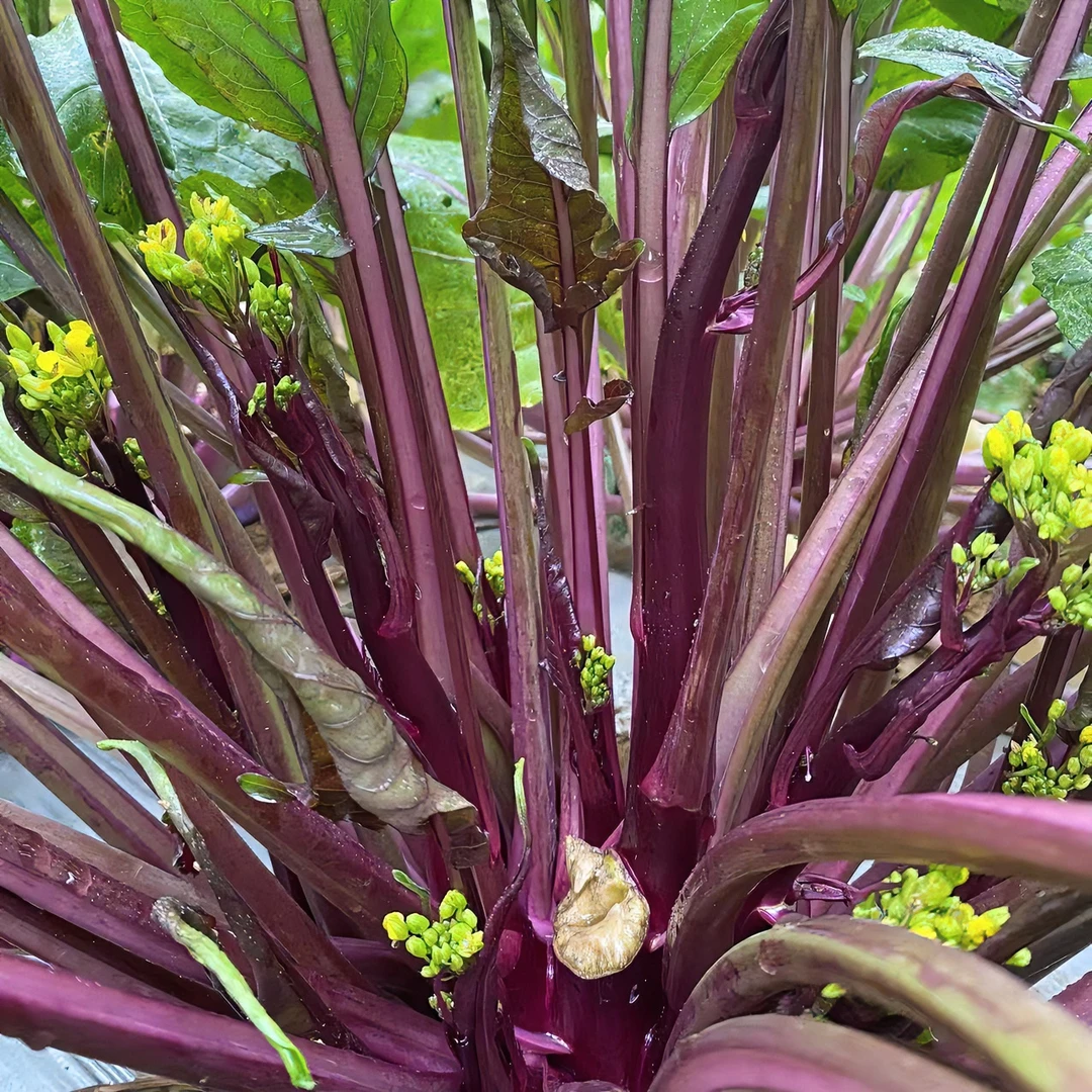 贵州农家红菜苔4斤起包邮