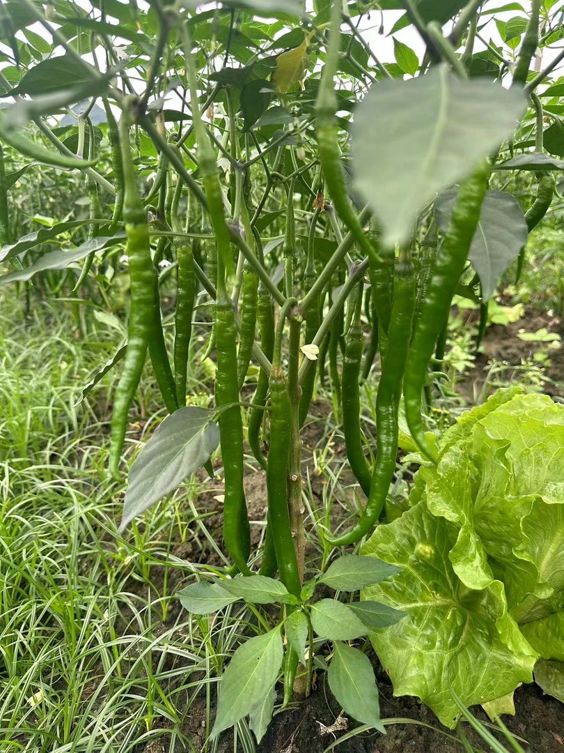 贵州遵义高山露天种植二荆条辣椒3斤包邮