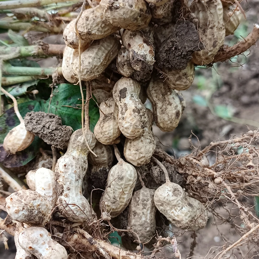 贵州遵义农家自种鲜花生现摘现发3斤起包邮