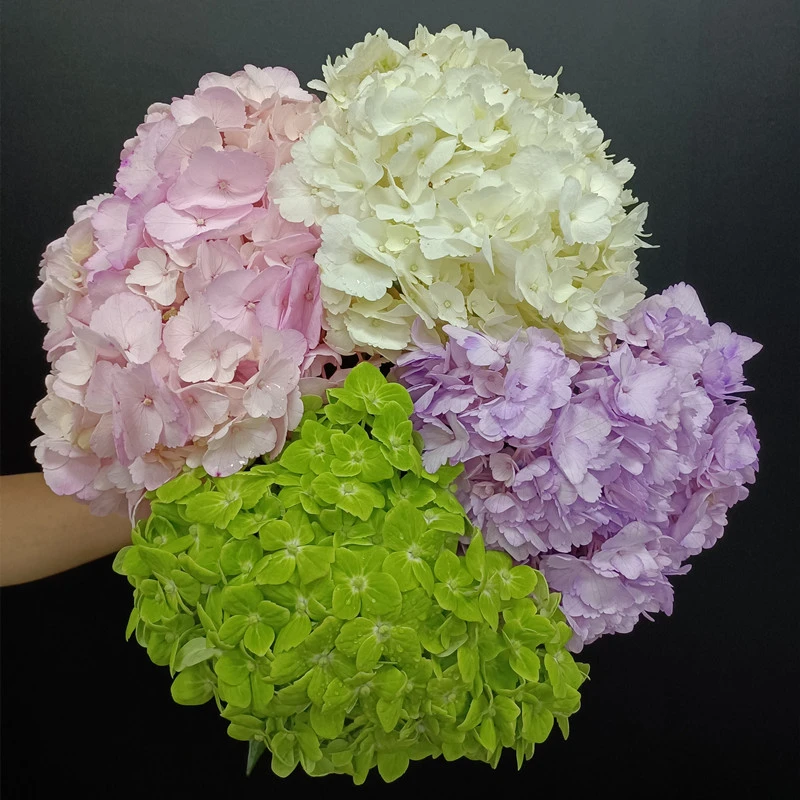 同城严选哥伦比亚进口花材鲜花速递全国绣球花鲜切花多款选择1支