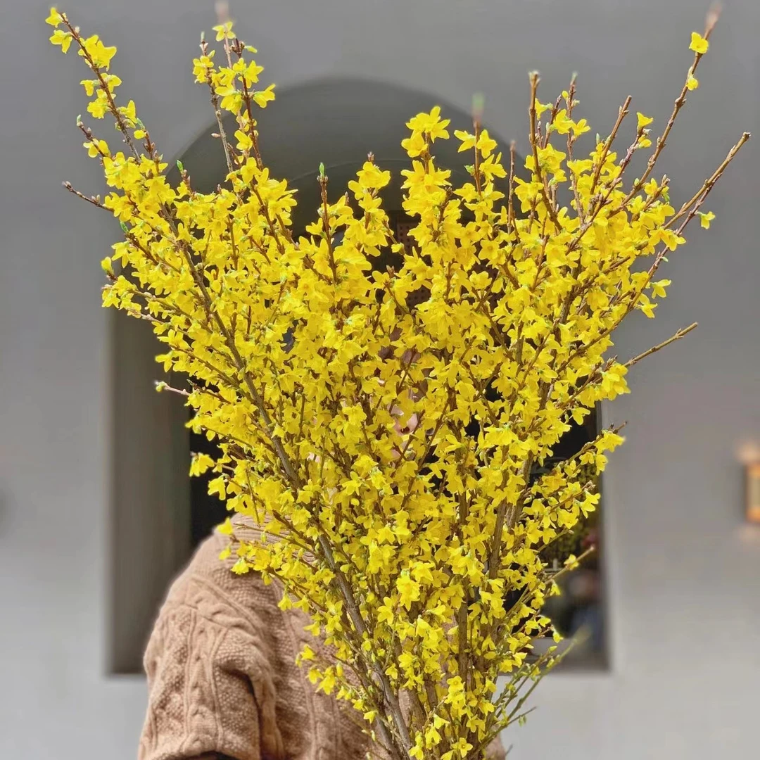 年宵花卉荷兰进口鲜花速递寸寸金串串金连翘富贵送挂饰顺丰速达