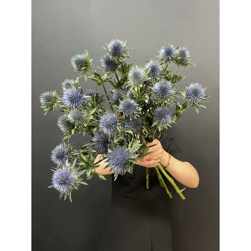 肯尼亚进口磁铁超星刺芹可做干花期长鲜花鲜切花礼品礼物鲜花5支