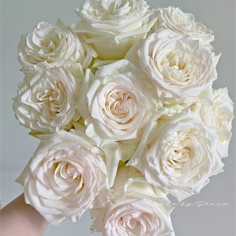 厄瓜多尔进口鲜花速递全国Candlelight 烛光玫瑰花室内插花高端花