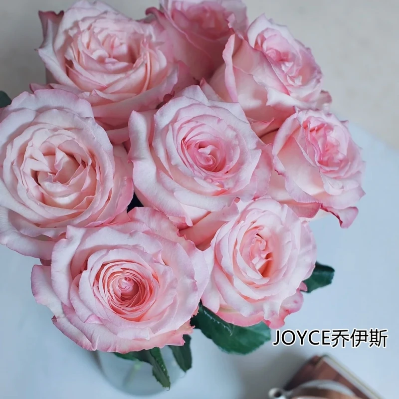 精品肯尼亚进口花材鲜花速递JOYCE乔伊斯大花头香味花园玫瑰花6支